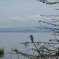 Kingfisher, mau nid z Bier