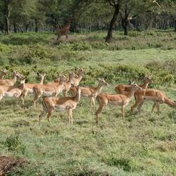 Impalas, spot the Giraffe