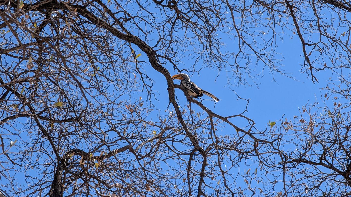 Zazu