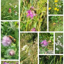 Letztes Frühstück auf der Terrasse neben Blüten, Bienen und Schmetterlingen