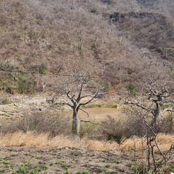 Ein Wald voller Babo Bäume