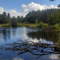 Heidelandschaft am Angelbeckteich