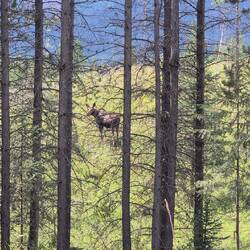Auf den Elch traf das schon eher zu. Nach kurzem Beobachten trabte er davon