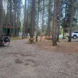 Die Rehe in Elkford verdienen den Zusatz "scheu" definitiv nicht