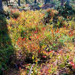 Die ersten Herbstfarben