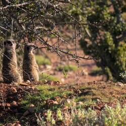 Two curious meerkats