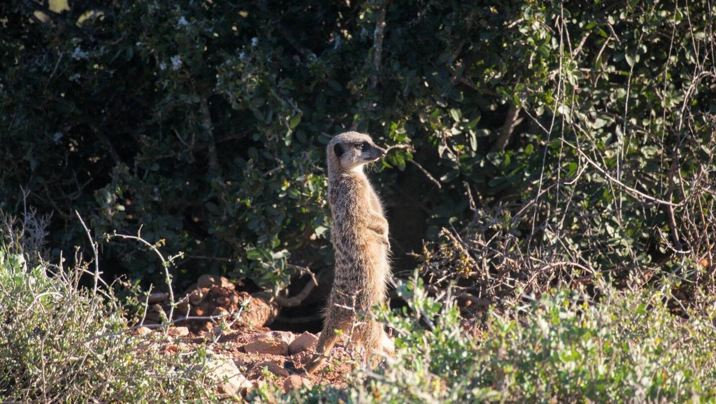 Curious meerkat