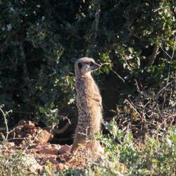 Curious meerkat