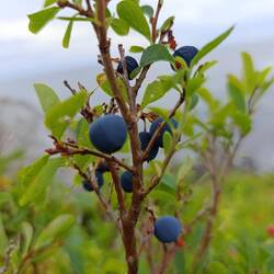 Borovnice ob morju.... Neprecenljivo