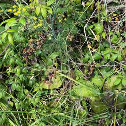 Standplatz mit eigener Brombeerplantage