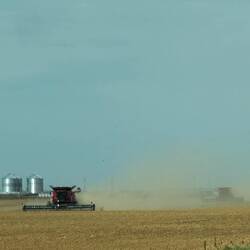 Dry bean harvest near Wray, Colorado.