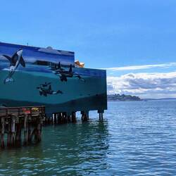 Endlich Orcas, die sich fotografieren lassen 😏