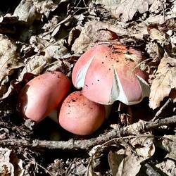 In den letzten Tagen sind mir in vielen Wäldern Personen begegnet, die Pilzen gesammelt haben.
