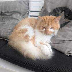 Housekatze