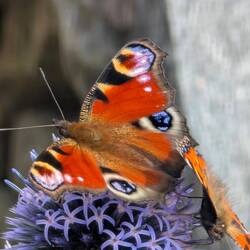 Natur pur