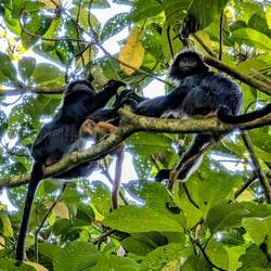 Black langur family 🐒