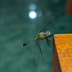 A visitor during dinner 🪰