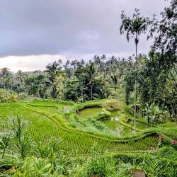 Rice fields everywhere 😍