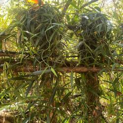 Mitten im Dschungel: frei wachsende Vanilleschoten