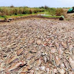 Lake Fish Drying in the Sun