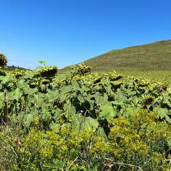 Den Sonnenblumen scheint es auch zu warm zu sein.
