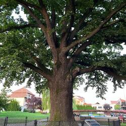 Eine 600 Jahre alte Eiche im Park