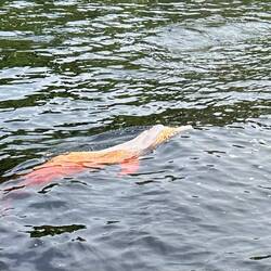 Rosa Flussdelfin
