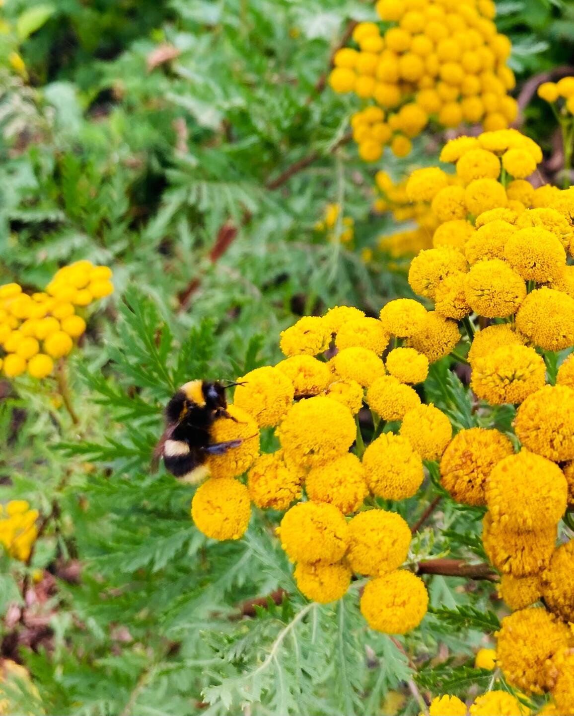 Brachland noch voller Leben