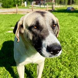 Dieser liebe Hund lebt auf dem Campingareal, auf welchem ich heute ganz alleine übernachte.