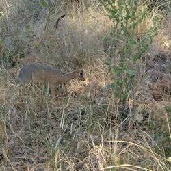 Dikdik