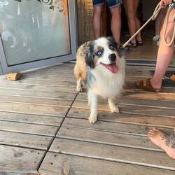 Ein süßer Hund an der Rezeption