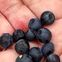 Leckere Blaubeeren