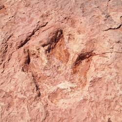 Dinosaurier-Fußpuren