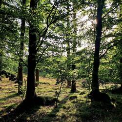 Morgenwaldlicht I