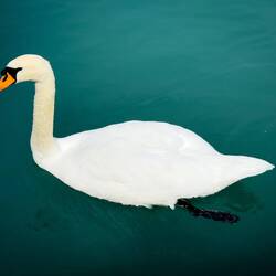A swan gracefully gliding along the lakeshore — Iseltwald.