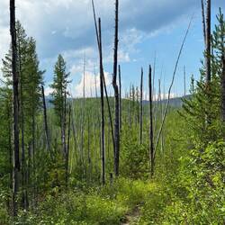 Hier war vor 20 Jahren ein großes Feuer - aber die Natur erholt sich langsam