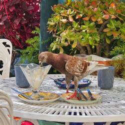 Selbst die Tauben sind hier irgendwie süß 😅