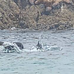 Seals frolicking!