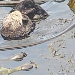 I 'otter' be in pictures