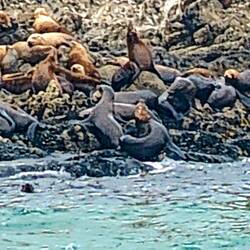 Seals resting and preparing for frolicking