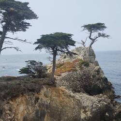 Monterey Cypresses