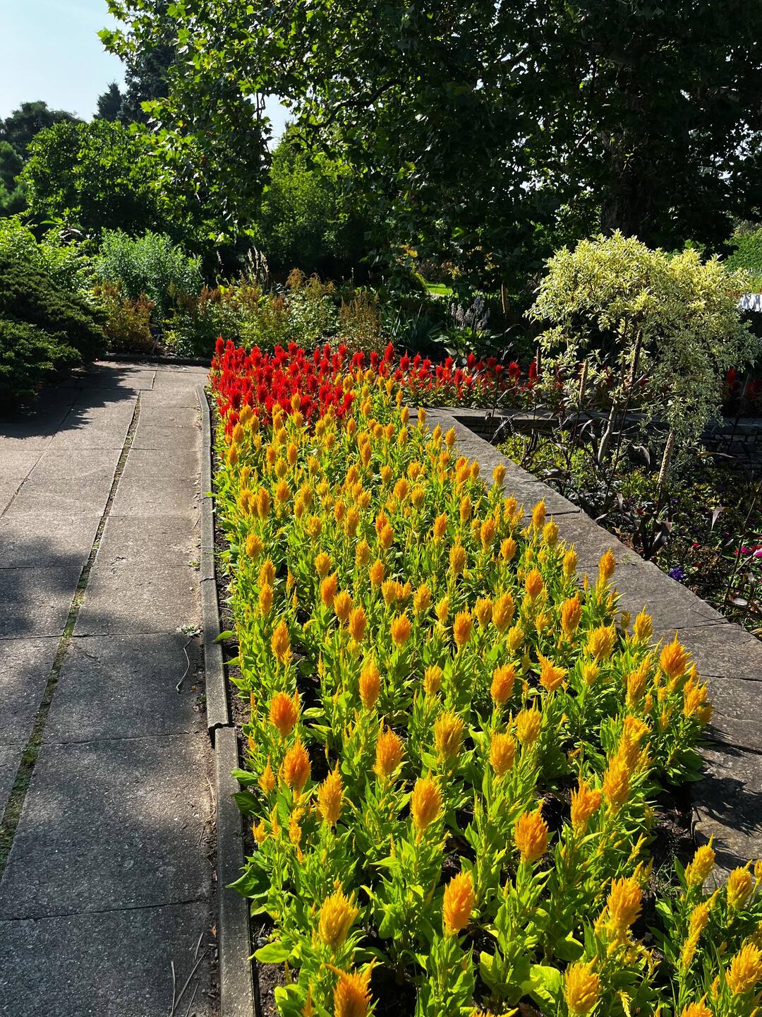 Plumed cockscomb Also known as: Silver cockscomb, wheat celosia, Lagos spinach, Common cockscomb