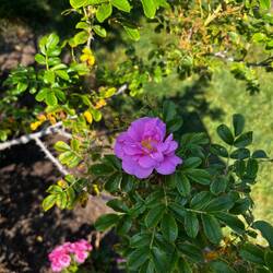 Aplorer Rose Rocer Espierare - Jens Munk beautiful fragrance