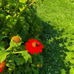 Different bumblebee to Europe