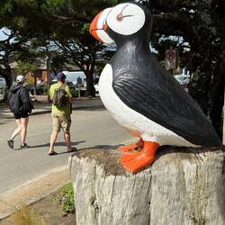 Puffins