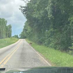 If the troops had encountered this animal, it would have ended up on their campfire