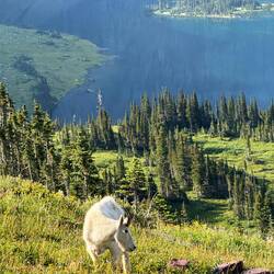 Tiersichtungen gab es zu genüge!