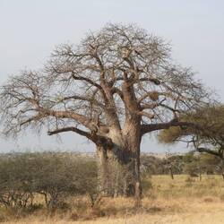 Die Baobab's können einen Durchmesser von bis zu 12 Metern haben