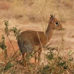 Dikdik
