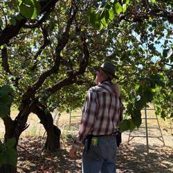 Picking Apricots